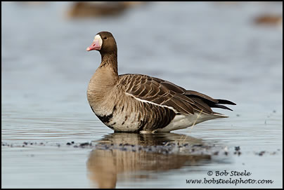 Greater White-fronted Goose (Anser albifrons)