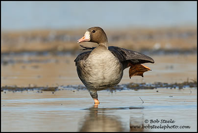 Greater White-fronted Goose (Anser albifrons)