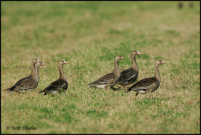 Greater White-fronted Goose (Anser albifrons)