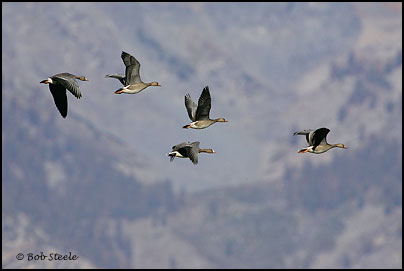 Greater White-fronted Goose (Anser albifrons)
