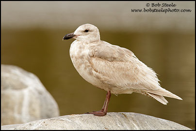 Glaucous-winged Gull (Larus glaucescens)