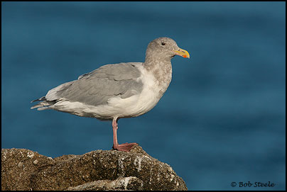 Glaucous-winged Gull (Larus glaucescens)