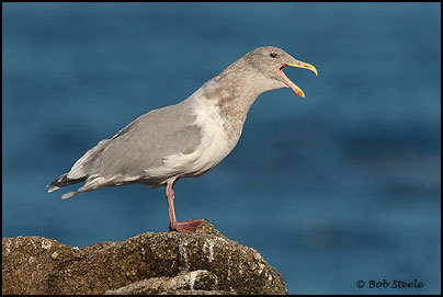Glaucous-winged Gull (Larus glaucescens)