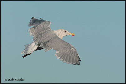 Glaucous-winged Gull (Larus glaucescens)