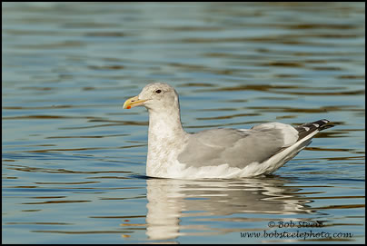 Glaucous-winged Gull (Larus glaucescens)