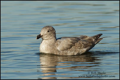 Glaucous-winged Gull (Larus glaucescens)