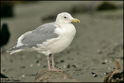 Glaucous-winged Gull (Larus glaucescens)