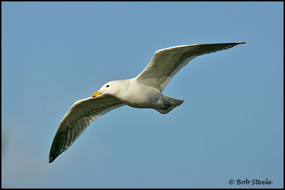 Glaucous-winged Gull (Larus glaucescens)