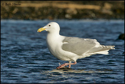 Glaucous-winged Gull (Larus glaucescens)