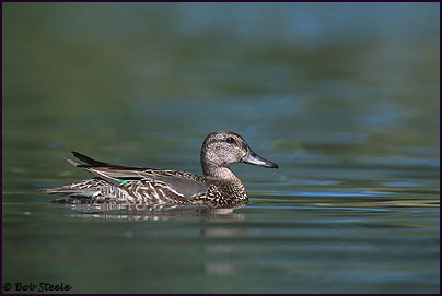 Green-winged Teal