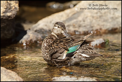 Green-winged Teal (Anas crecca)