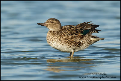 Green-winged Teal (Anas crecca)
