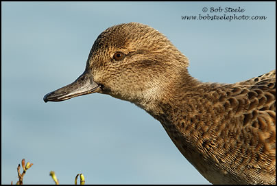 Green-winged Teal (Anas crecca)