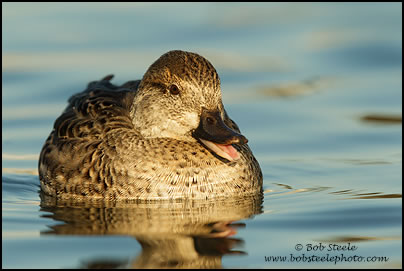 Green-winged Teal (Anas crecca)
