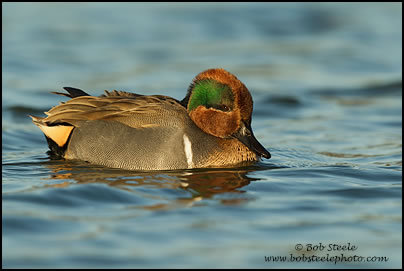 Green-winged Teal (Anas crecca)
