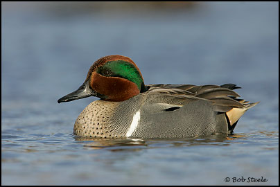 Green-winged Teal (Anas crecca)