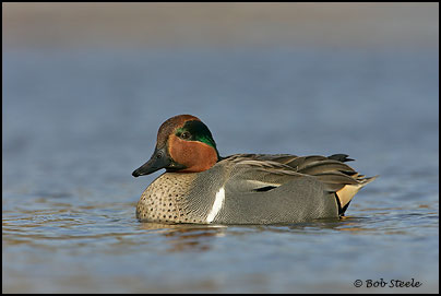 Green-winged Teal (Anas crecca)