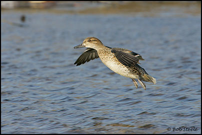 Green-winged Teal (Anas crecca)