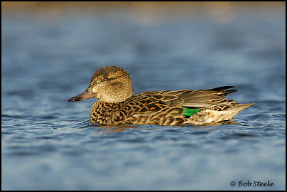 Green-winged Teal (Anas crecca)