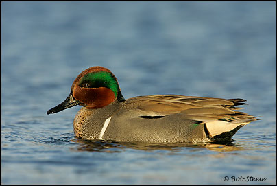 Green-winged Teal (Anas crecca)