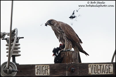 Gyrfalcon (Falco rusticolus)