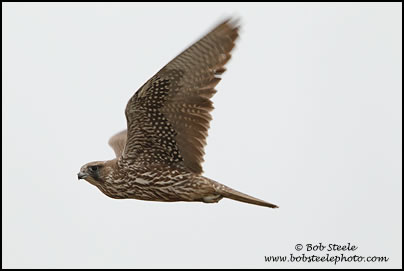 Gyrfalcon (Falco rusticolus)