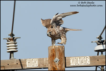 Gyrfalcon (Falco rusticolus)