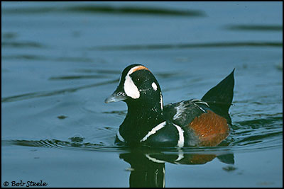 Harlequin Duck (Histrionicus histrionicus)
