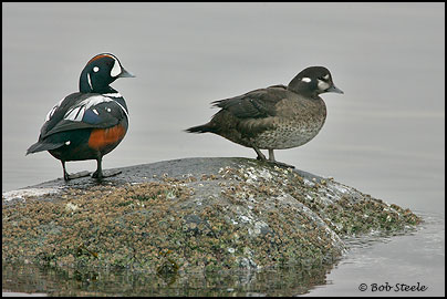 Harlequin Duck (Histrionicus histrionicus)