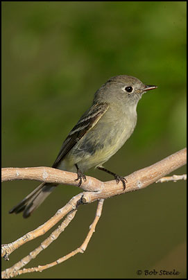 Hammond's Flycatcher (Empidonax hammondii)
