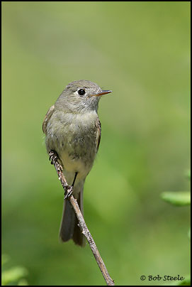 Hammond's Flycatcher (Empidonax hammondii)