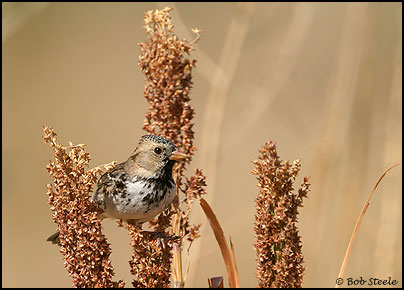 Harris's Sparrow (Zonotrichia querula)