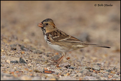 Harris's Sparrow (Zonotrichia querula)