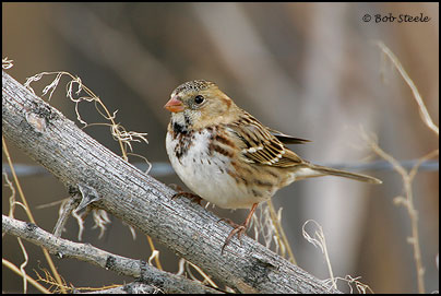 Harris's Sparrow (Zonotrichia querula)