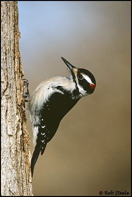 Hairy Woodpecker (Picoides villosus)