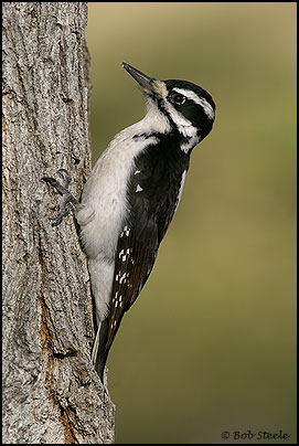 Hairy Woodpecker (Picoides villosus)