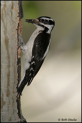 Hairy Woodpecker (Picoides villosus)