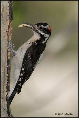 Hairy Woodpecker (Picoides villosus)