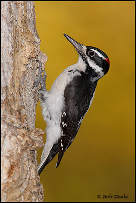 Hairy Woodpecker (Picoides villosus)