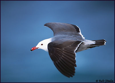 Heermann's Gull (Larus heermanni)