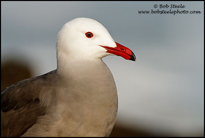 Heermann's Gull (Larus heermanni)
