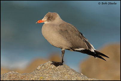 Heermann's Gull (Larus heermanni)