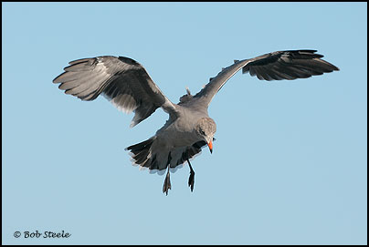 Heermann's Gull (Larus heermanni)