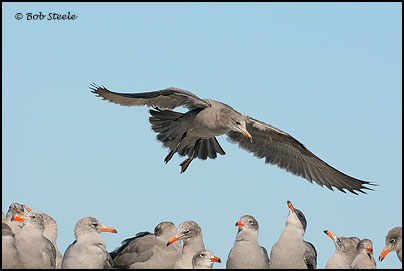 Heermann's Gull (Larus heermanni)