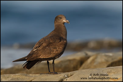 Heermann's Gull (Larus heermanni)