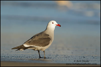 Heermann's Gull (Larus heermanni)