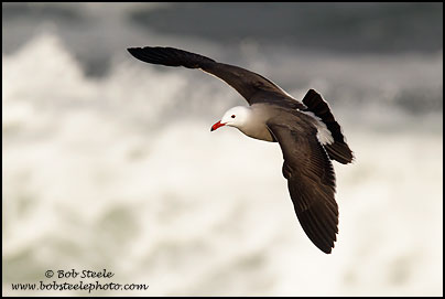 Heermann's Gull (Larus heermanni)