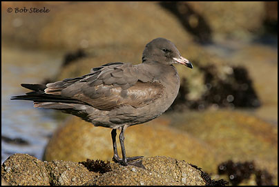 Heermann's Gull (Larus heermanni)