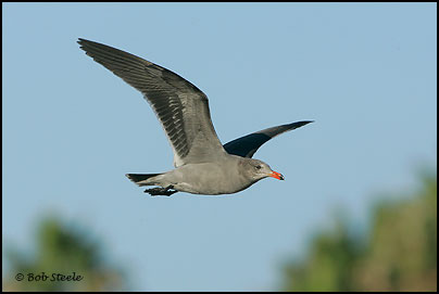Heermann's Gull (Larus heermanni)