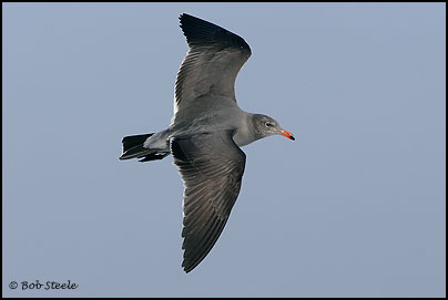 Heermann's Gull (Larus heermanni)